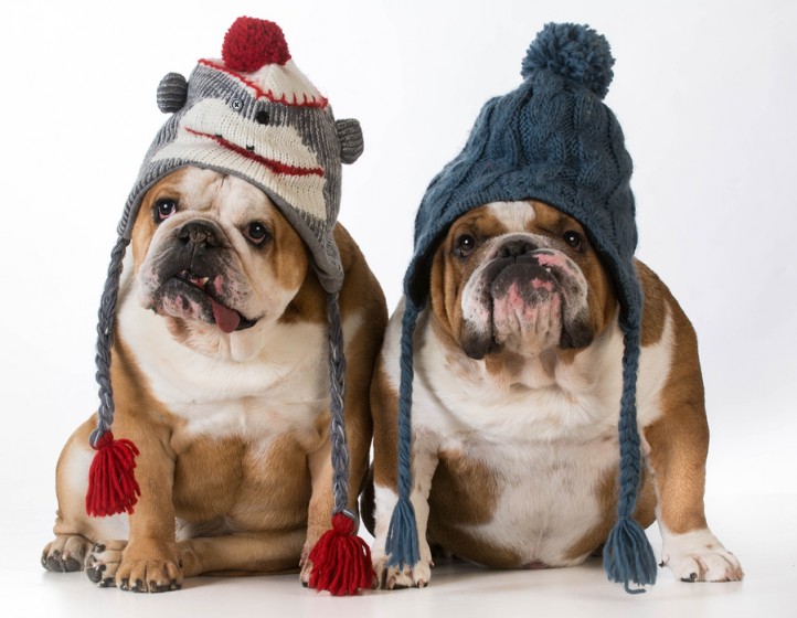 bigstock-two-dogs-dressed-for-winter-76165919-722x560.jpg